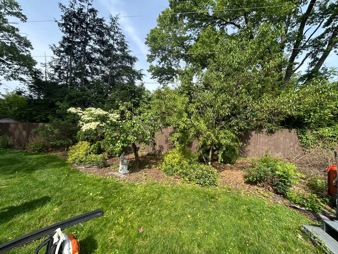 Overgrown planting area along a backyard fence