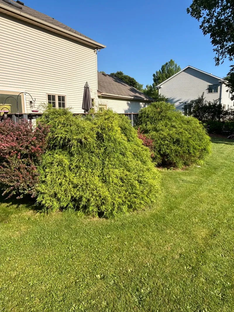 Overgrown shrubs hiding backyard deck railings beside a house