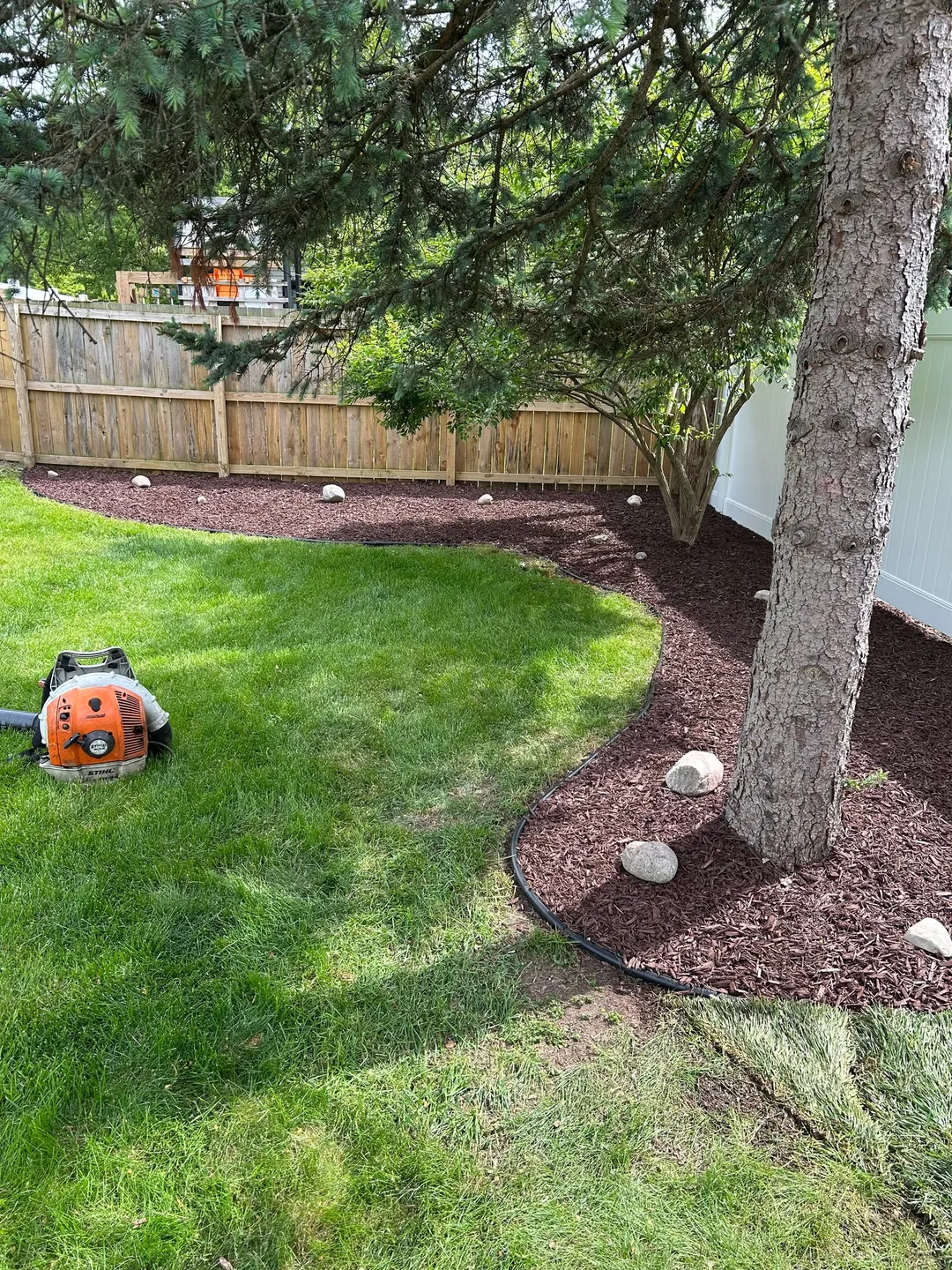 Fresh mulch and a defined curved border around the same evergreen