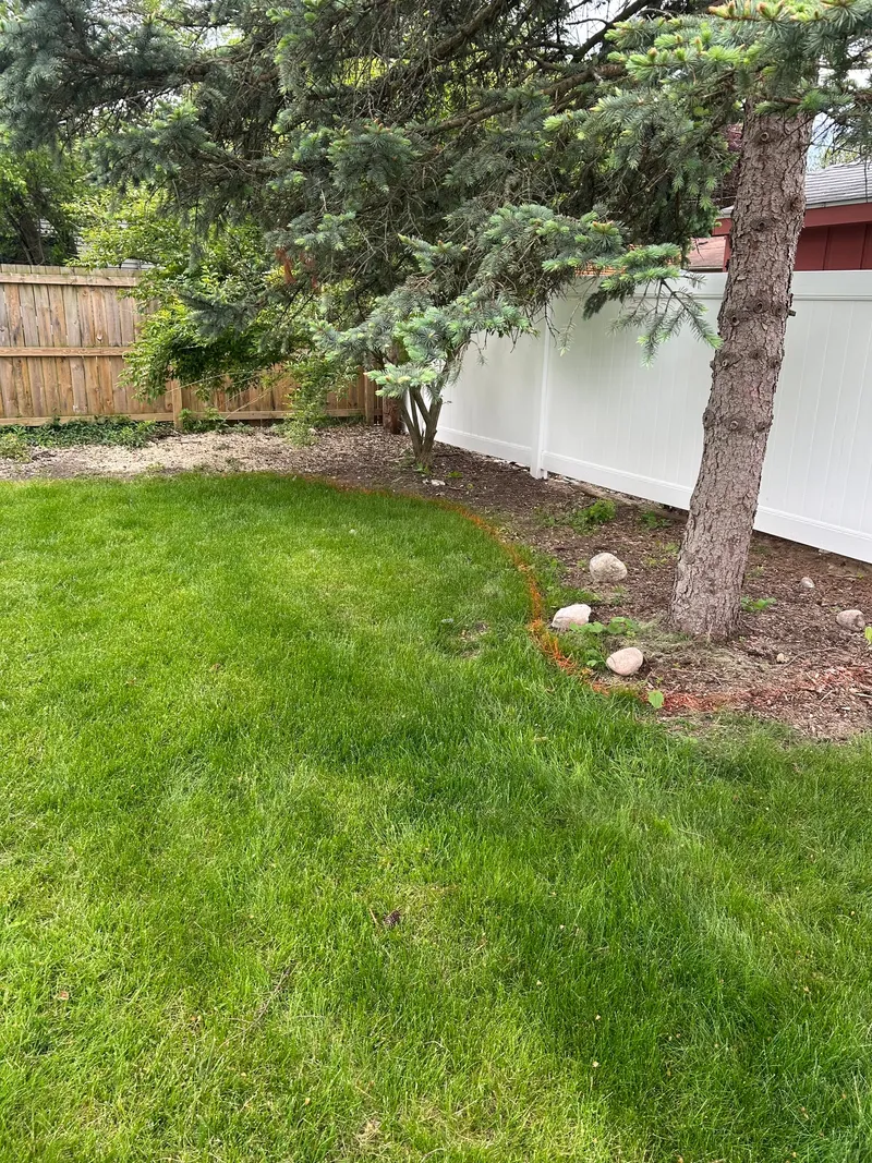 Thin ground cover beneath an evergreen beside a wooden and white fence
