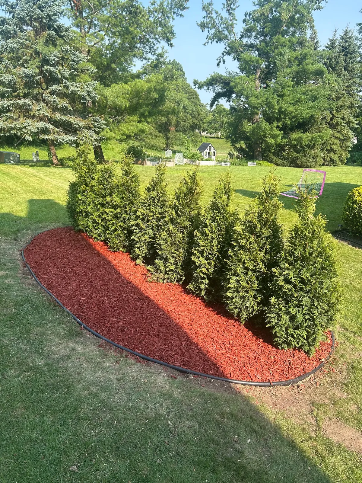An island of evergreen shrubs surrounded by red mulch
