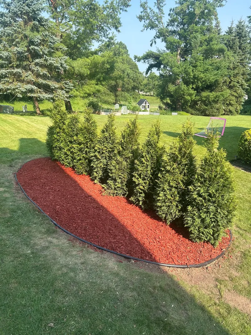 Evergreen shrubs surrounded by a curved red mulch bed