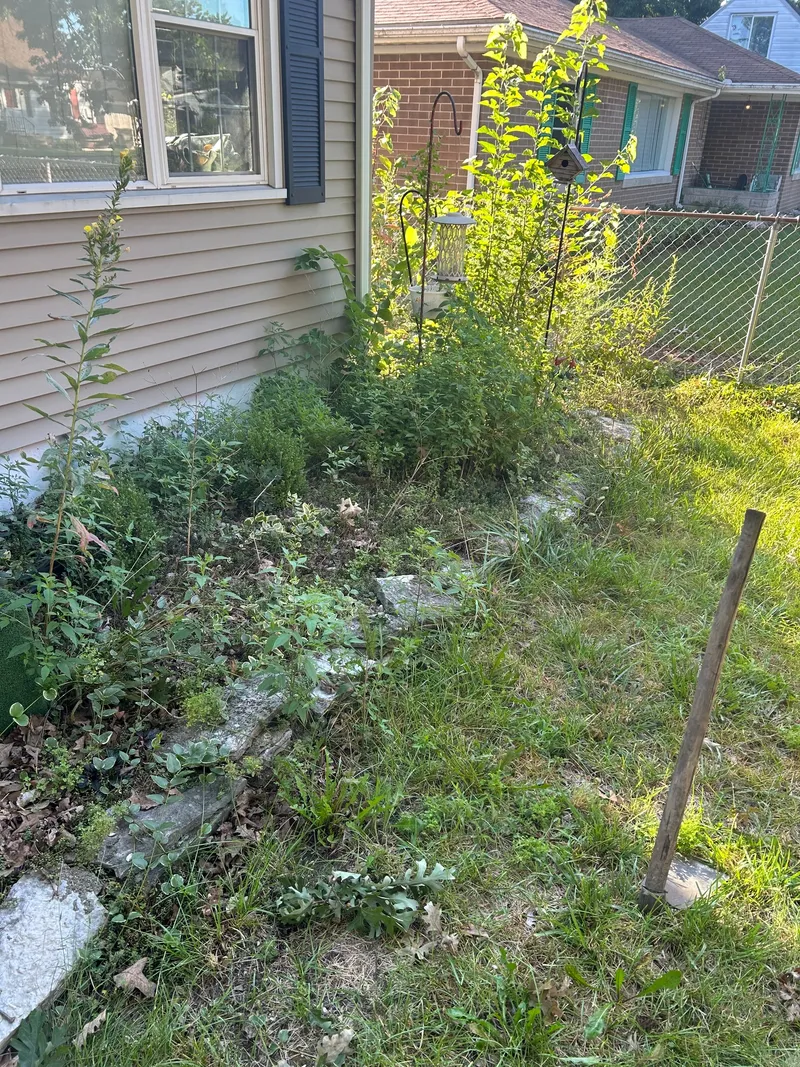 Overgrown bed below a blue-shuttered window beside a chain-link fence