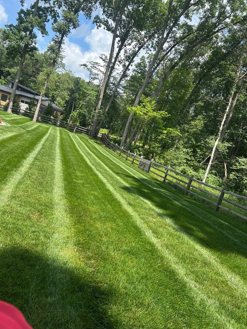 Fresh mowing stripes through a sunny backyard with mature trees