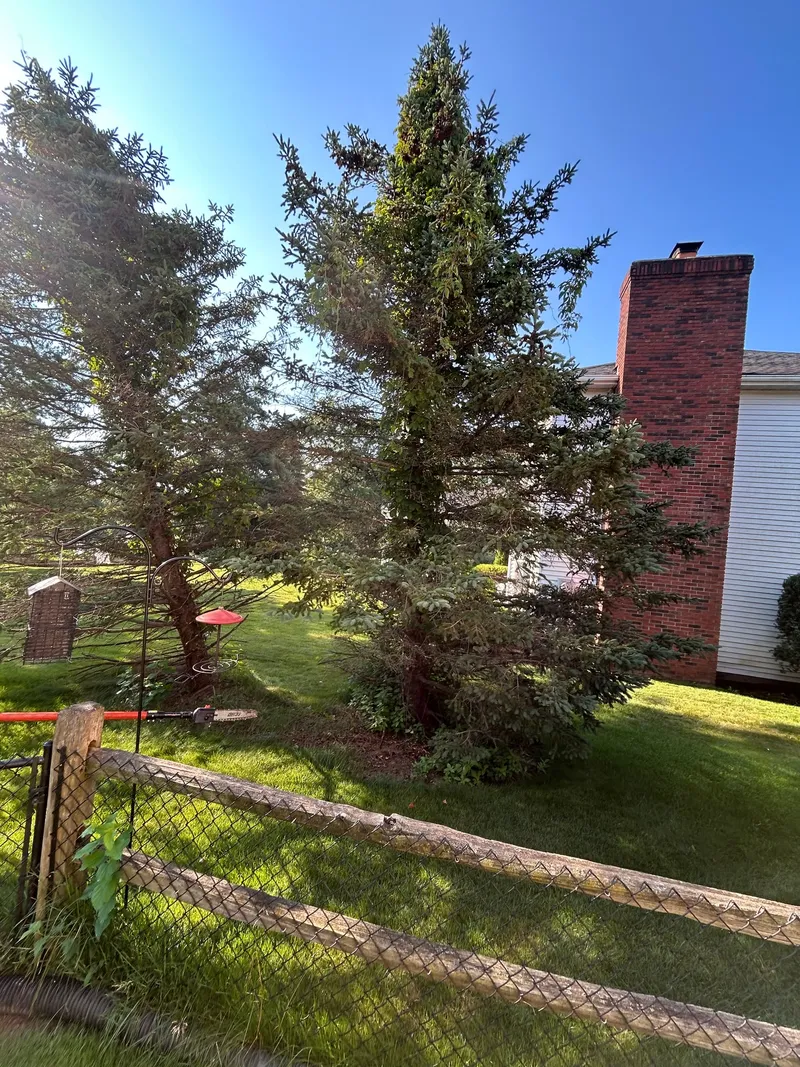 Tall evergreens beside a wooden fence and neighboring homes