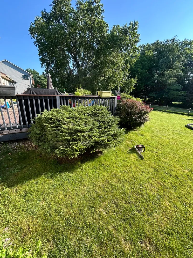Large shrubs covering the edge of a raised backyard deck