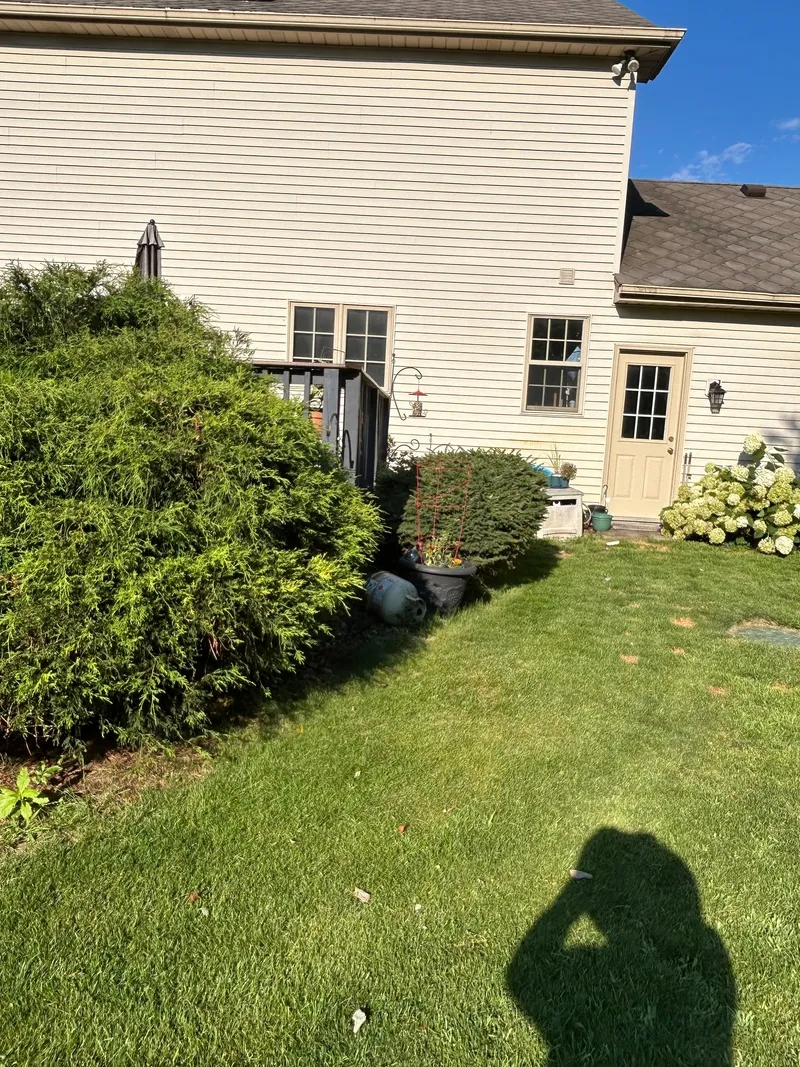 Large shrubs beside a house and backyard deck before the garden refresh