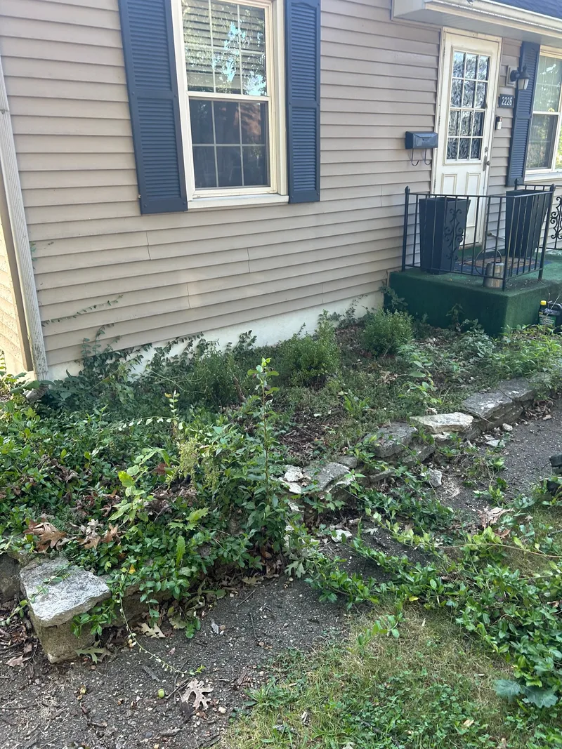 Overgrown planting bed beside the entrance of a blue-shuttered house
