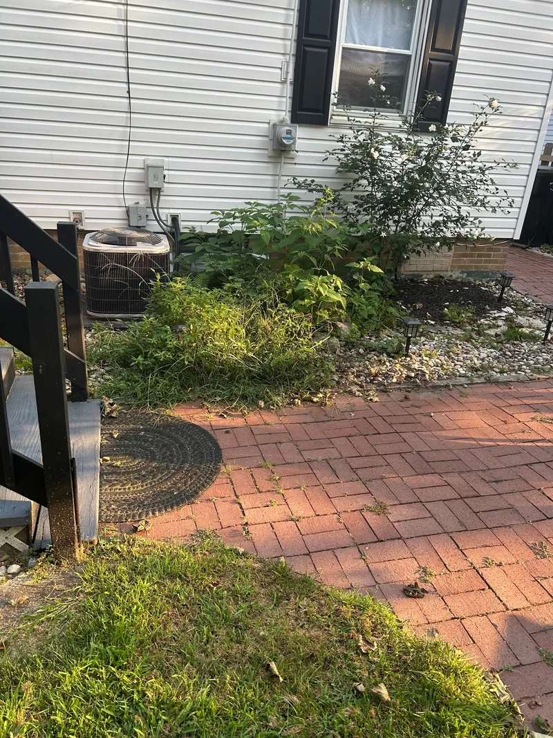 Overgrown plants between a brick path and house siding