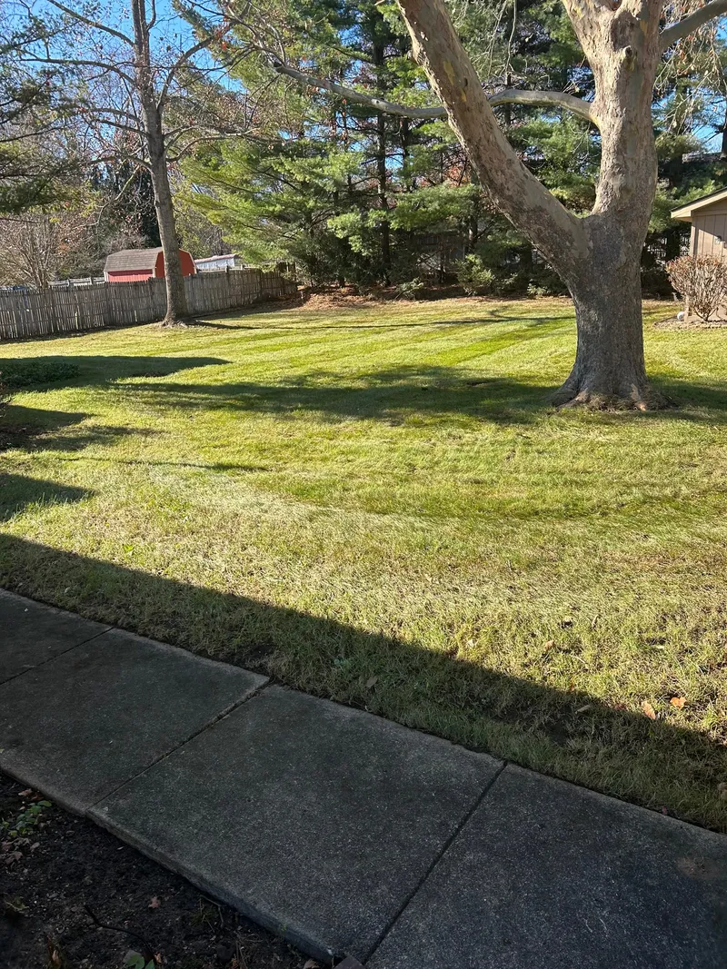 A cleared backyard lawn around a large tree after leaf cleanup