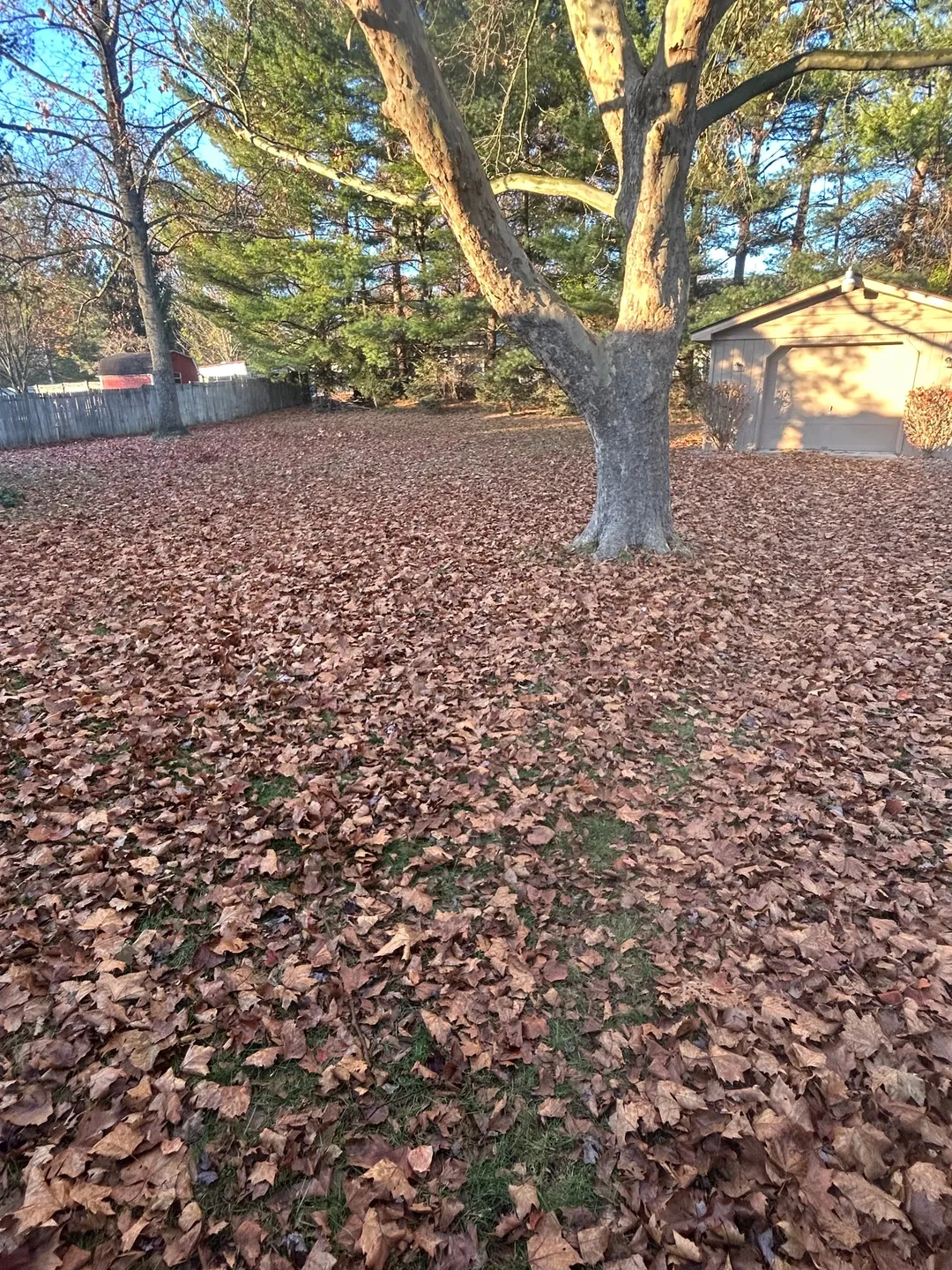 Fallen leaves covering a backyard around a large tree