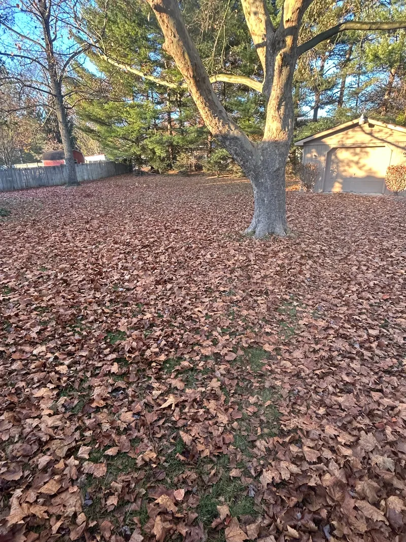 Fallen leaves covering a backyard around a large tree