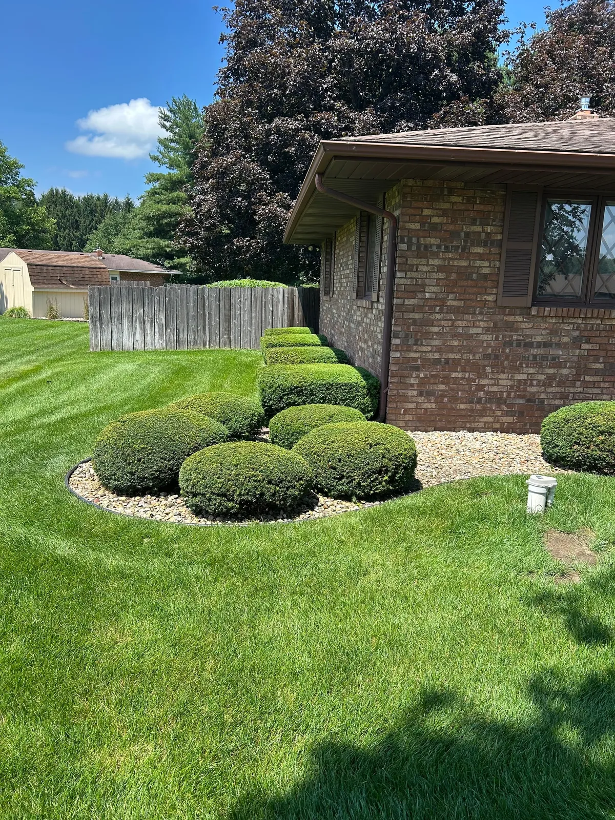 Rounded and box-shaped shrubs beside a brick home