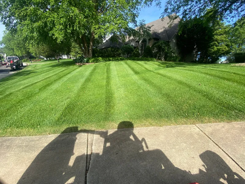 Fresh mowing stripes on a lawn beneath mature trees