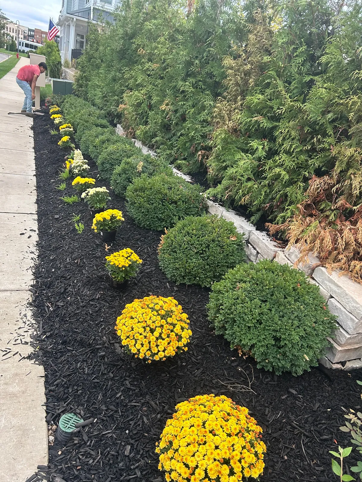 Yellow flowers and rounded shrubs in a fresh dark mulch bed